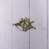 Oregano Leaves -  100 % Natural & Farm Fresh Exotic Vegetables